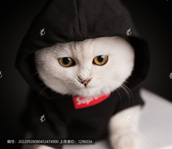 貓