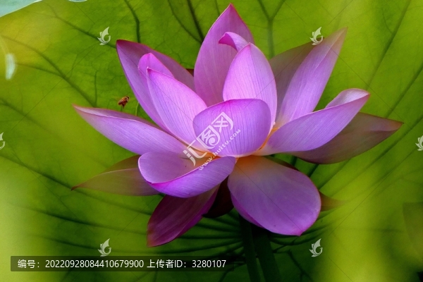 荷花
