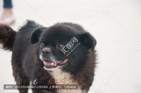 小狗