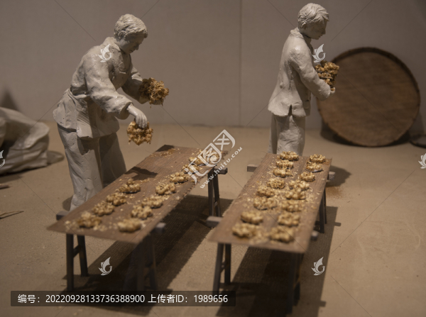 杭白菊制作工藝