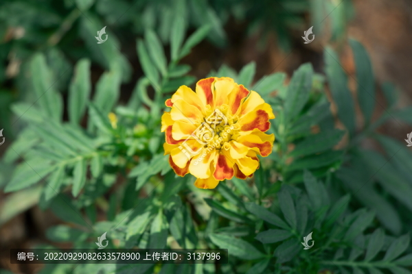 萬壽菊