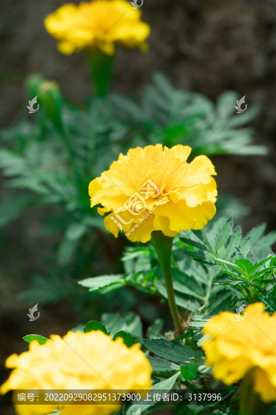 萬壽菊
