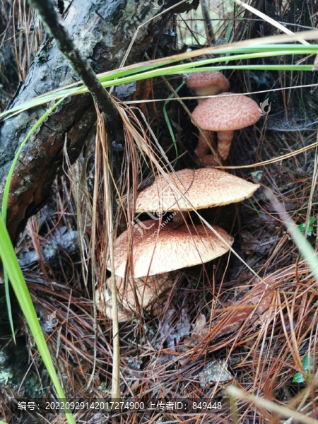 野生菌