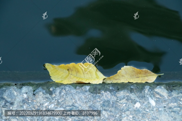 水中枯葉