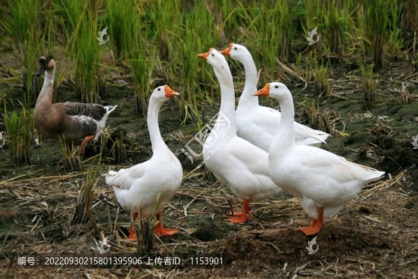 大白鵝