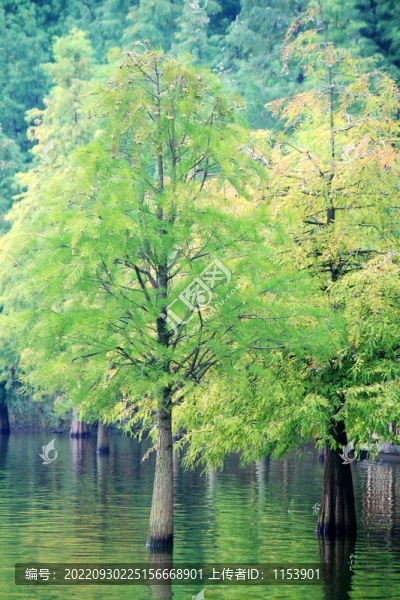 落羽杉