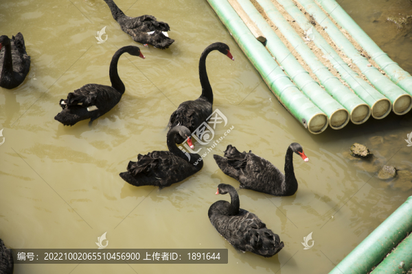 黑天鵝