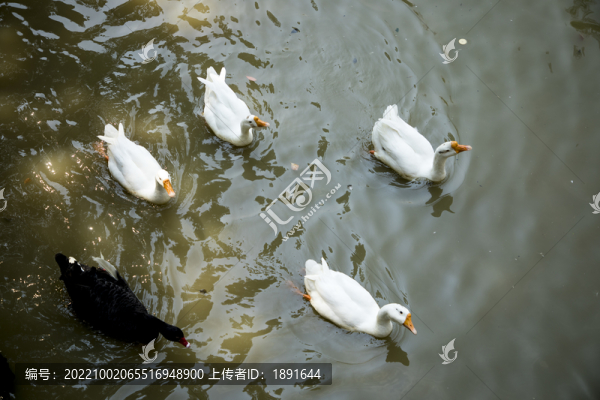 鵝