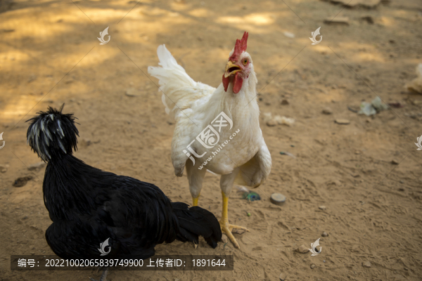 農(nóng)家土雞