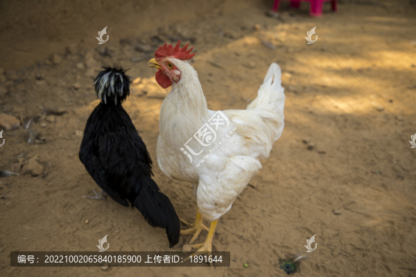 農(nóng)家土雞