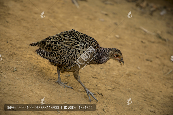 雉雞
