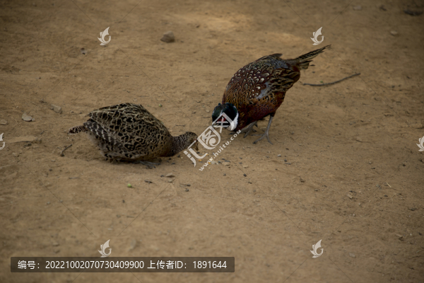 野錦雞