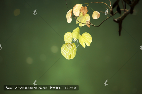 秋