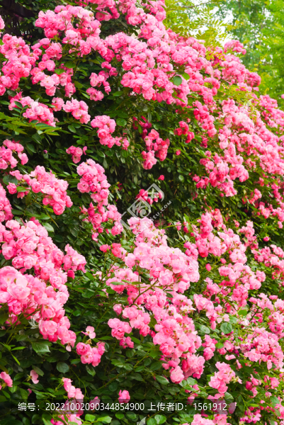 薔薇
