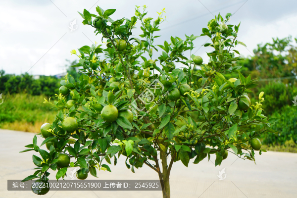 沃柑樹