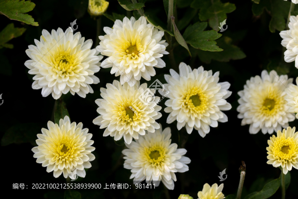 白色菊花特寫(xiě)