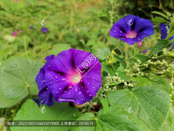 雨后牽牛花