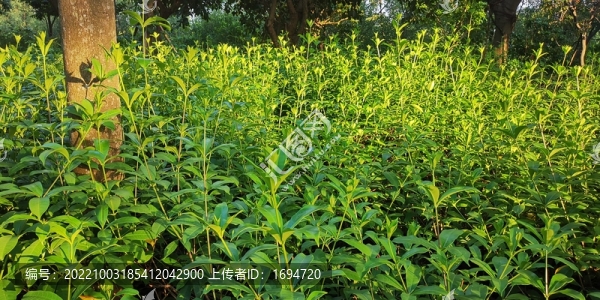 公園里的春色