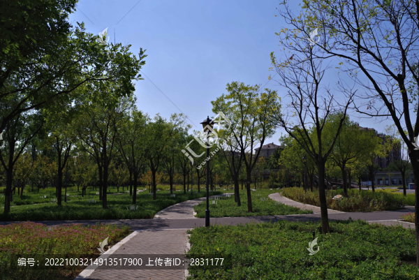 北京朝陽梧桐公園