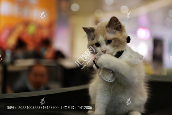 貓