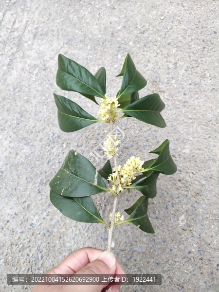 一枝桂花