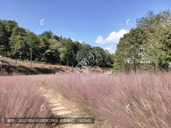 粉黛花
