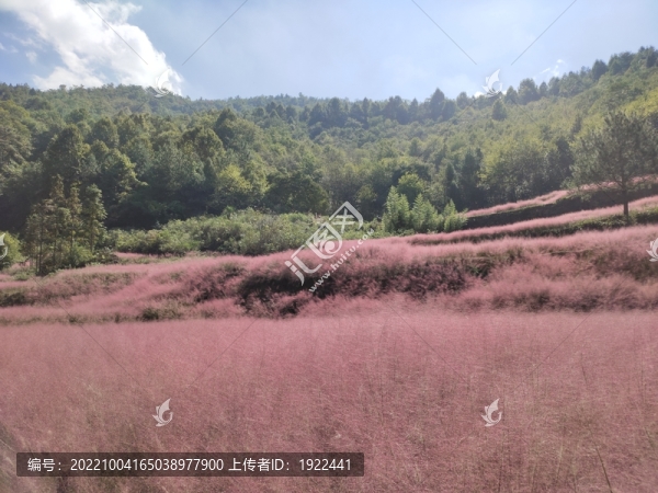 深山里的粉黛花