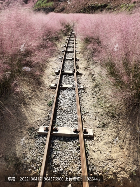 粉黛花中的火車道