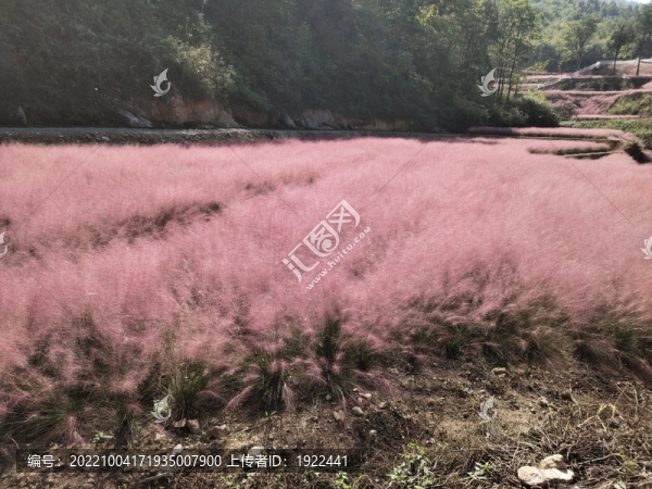 粉黛花背景