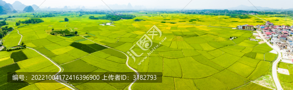 秋季水稻成熟大地金黃田園景美