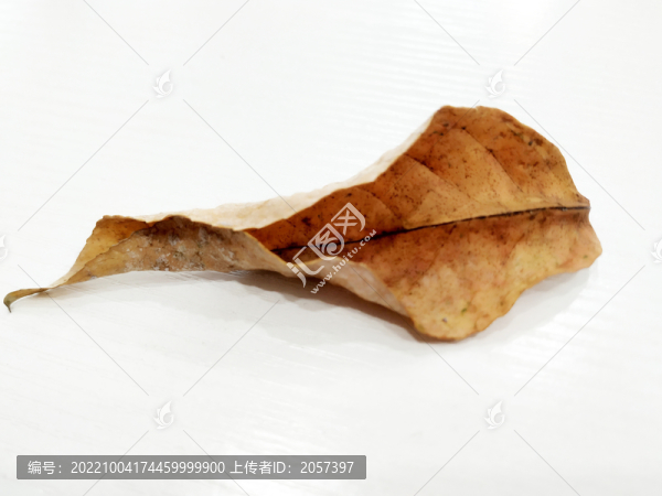 黃葉