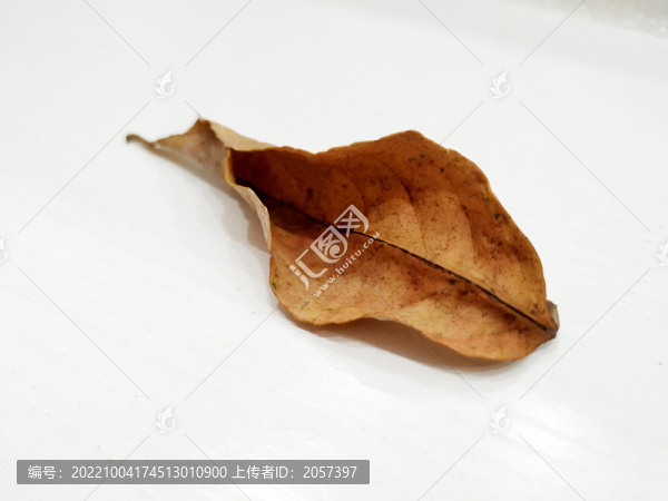 黃葉