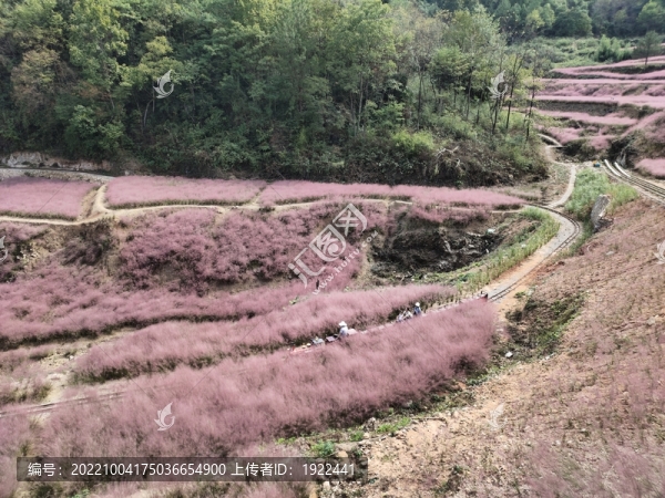 深山老林中的粉黛花
