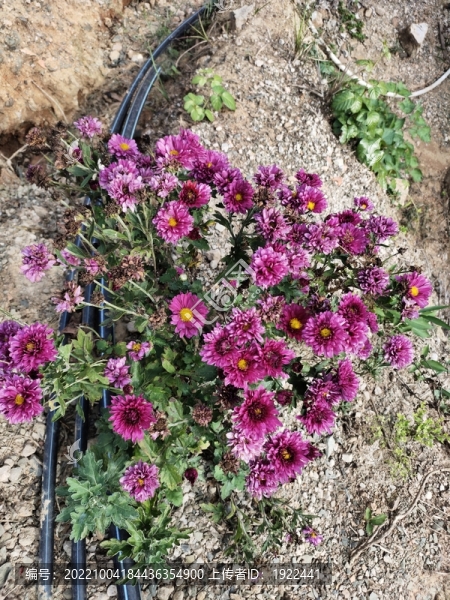 紫色菊花