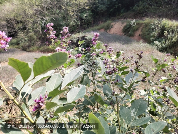 胡枝子花特寫