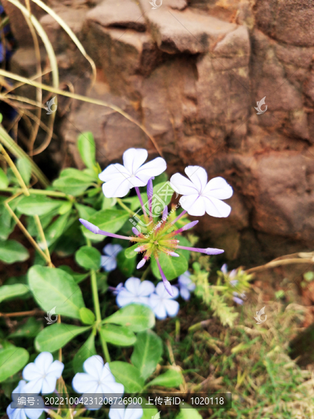 藍(lán)花丹