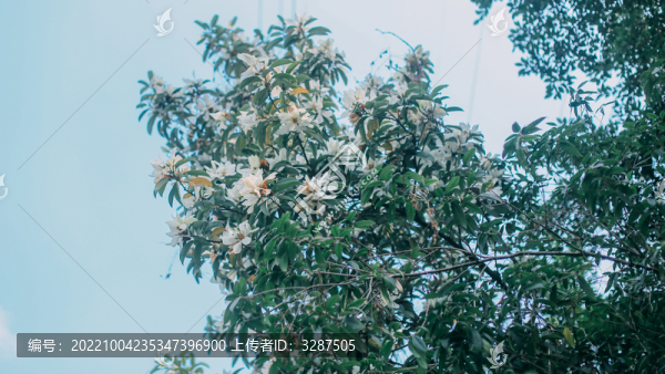 含笑花