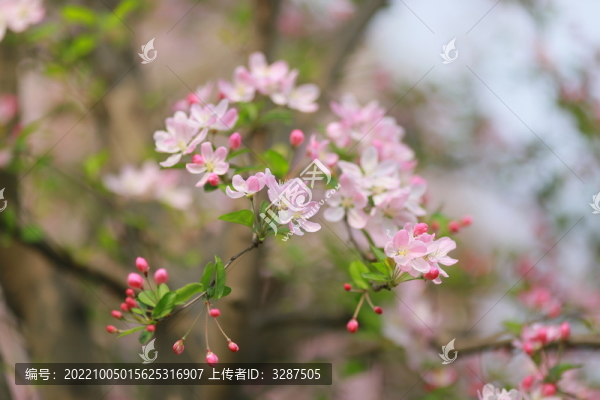 海棠花特寫