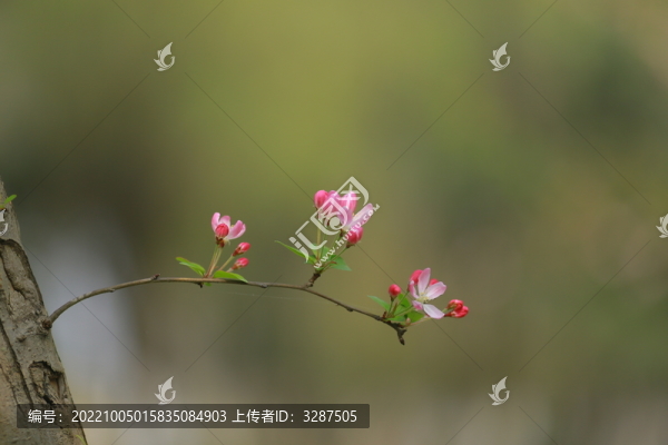 海棠花特寫