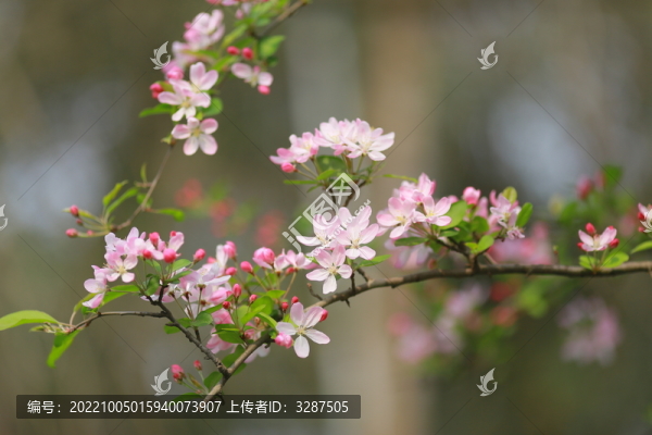 海棠花特寫(xiě)