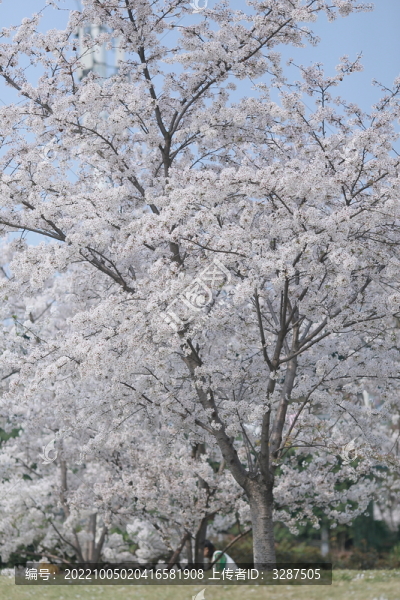 吉野櫻