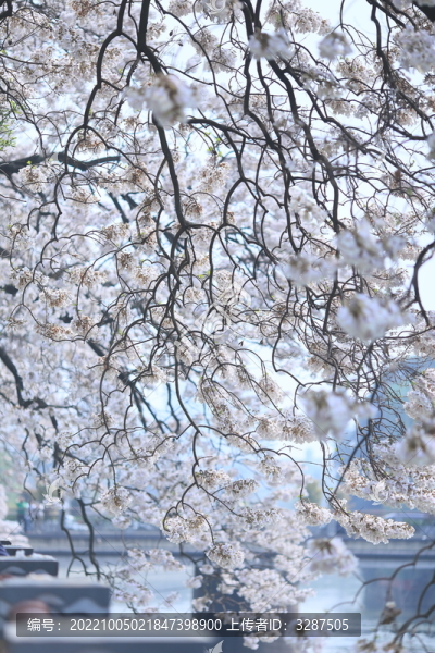 泡桐花