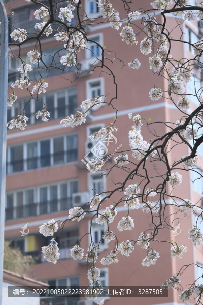 泡桐花