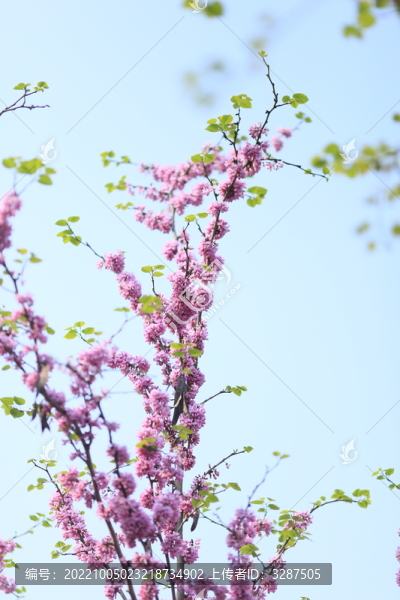 紫荊花