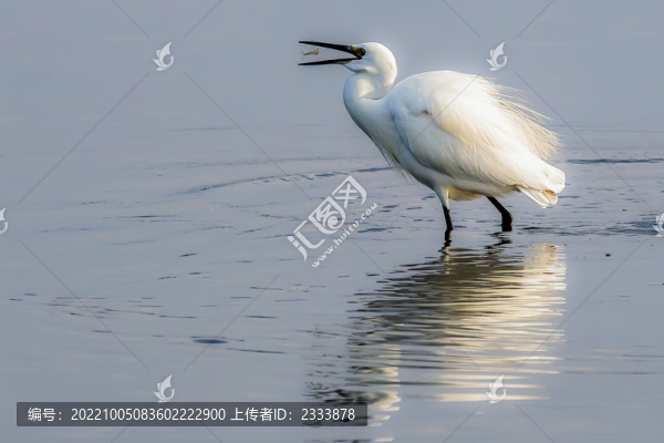 白鷺
