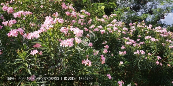 陽光下的夾竹桃