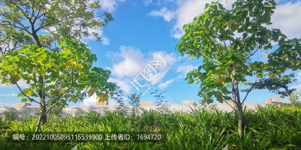 樹林外的天空