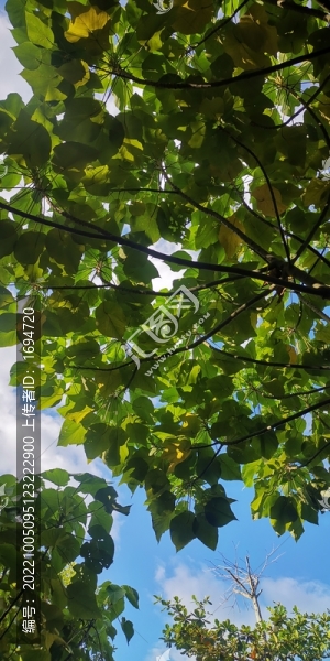 樹蔭下的風景