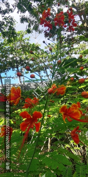 綠葉紅花