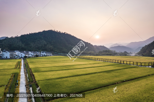 清晨日出美麗鄉(xiāng)村稻田